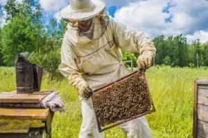 Le rucher Saint-Peyre